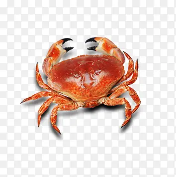 唯美精美螃蟹