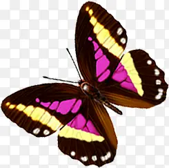 粉黄色斑点翅膀蝴蝶