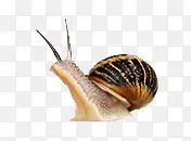 蜗牛爬行动物蜗速