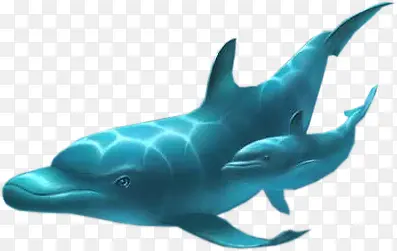 海豚蓝鲸