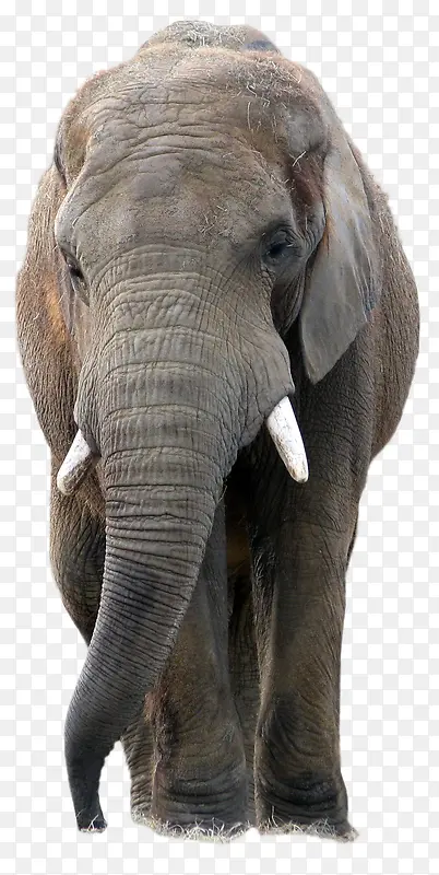 高清大象PNG免抠无背景素材