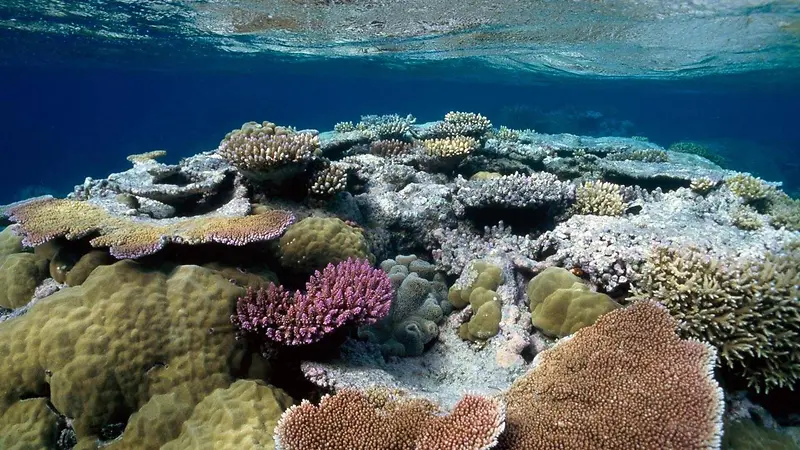 深海下的各种生物