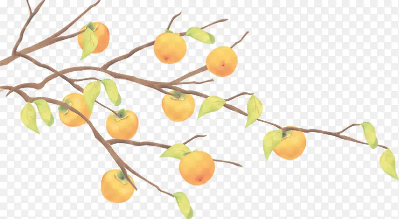 高清摄影手绘橘子树