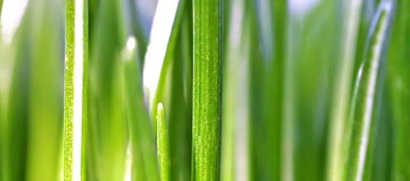 夏季绿色背景