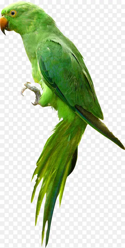 绿色可爱鹦鹉