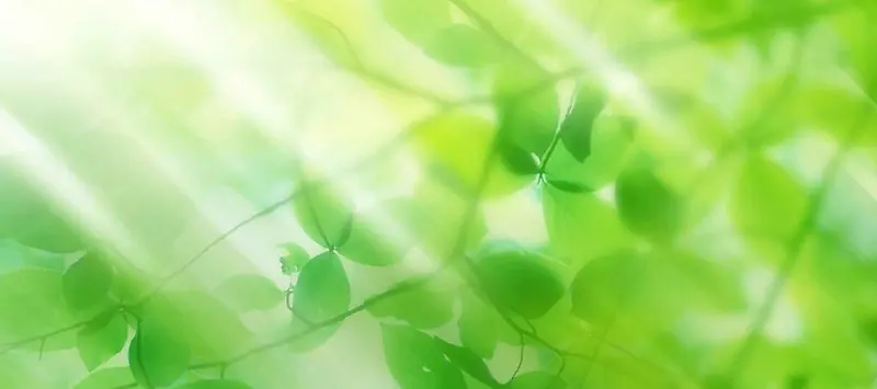 夏季绿色背景