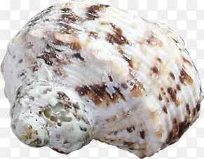 白底褐色海螺
