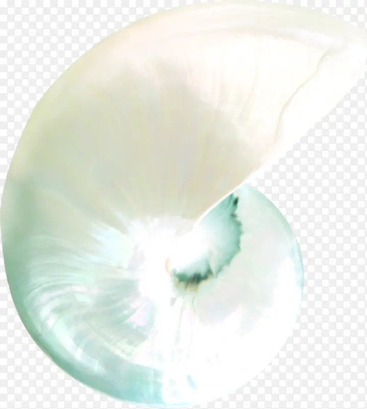 蓝色白色海螺