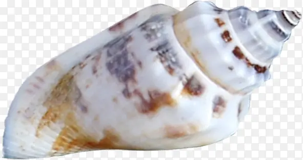褐色白底海螺