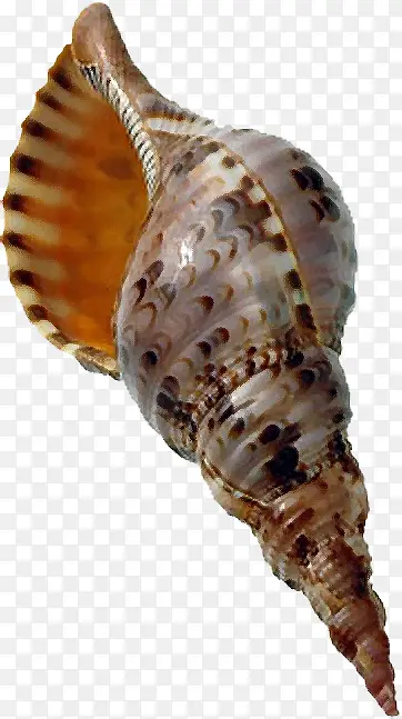 海螺装饰