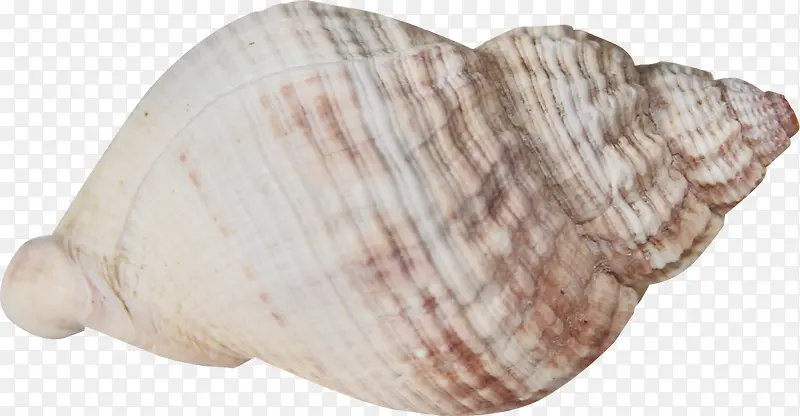 棕色文理海螺