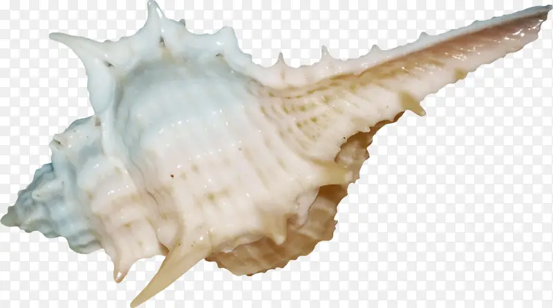 大型海螺实物