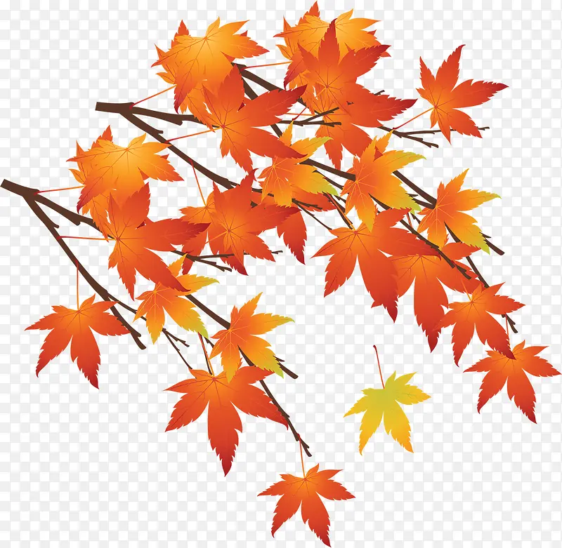 秋天的枫叶立绘彩绘风格高清