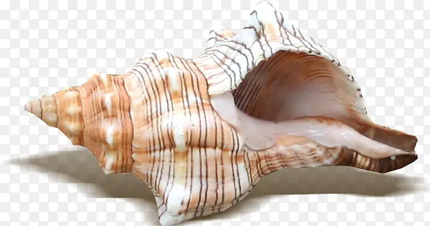 海螺实物元素