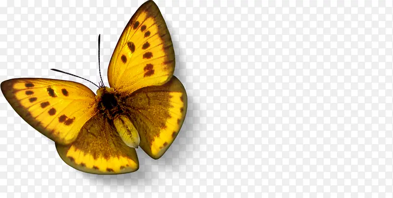 左上黄棕蝴蝶