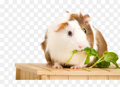 地鼠吃菜