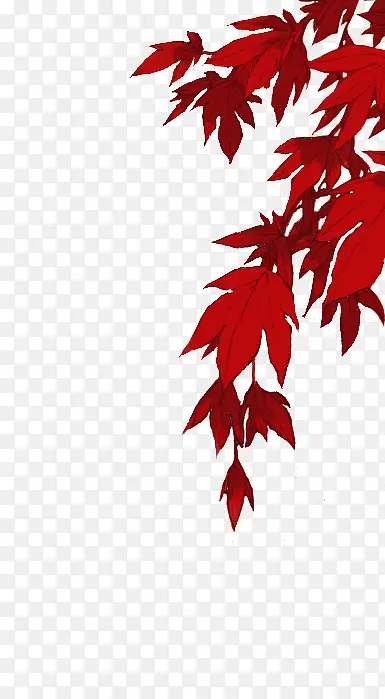 枫叶红色枫叶侧边装饰