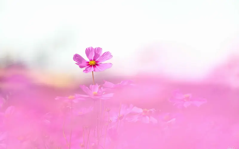 粉色可爱小花图片