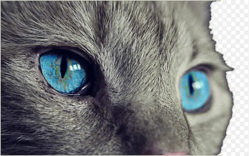 蓝色猫眼