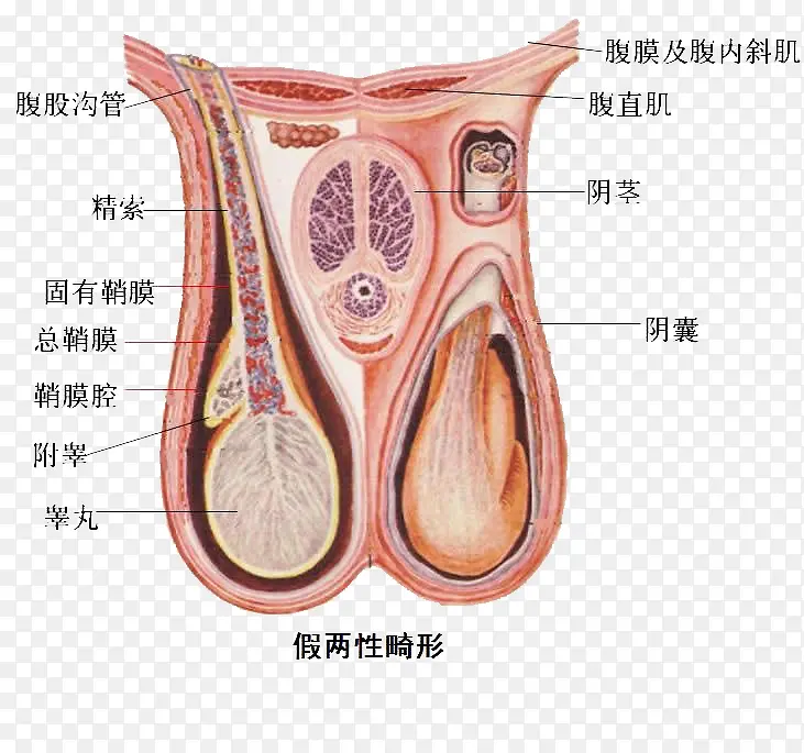 人体生殖器官图