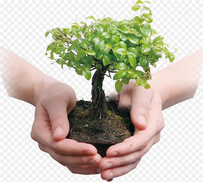 环保春在植物插图