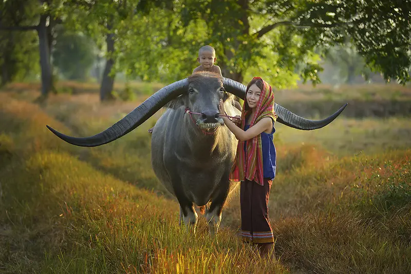 大牛和女孩人文摄影
