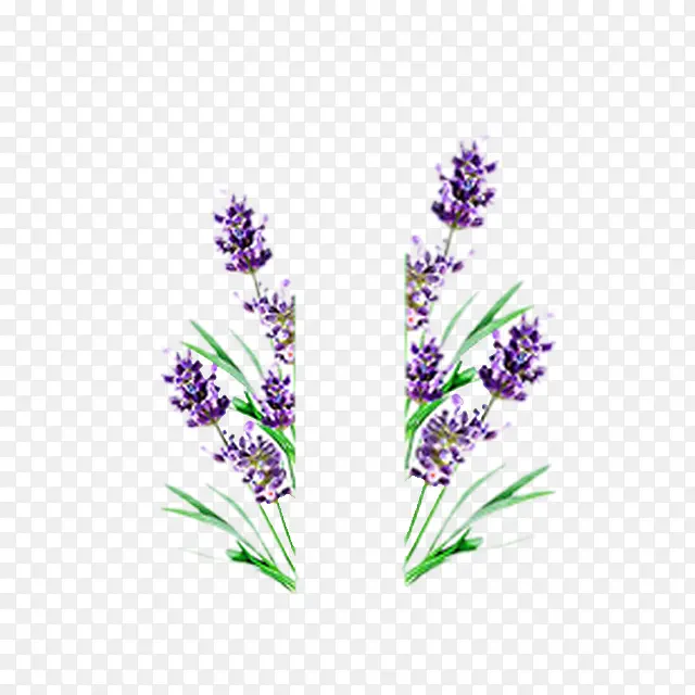 紫色小花草