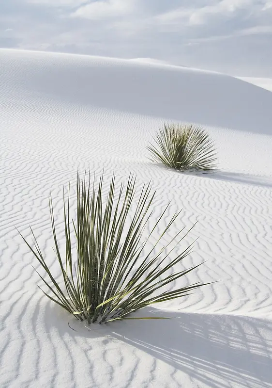 白色简约沙漠植物海报