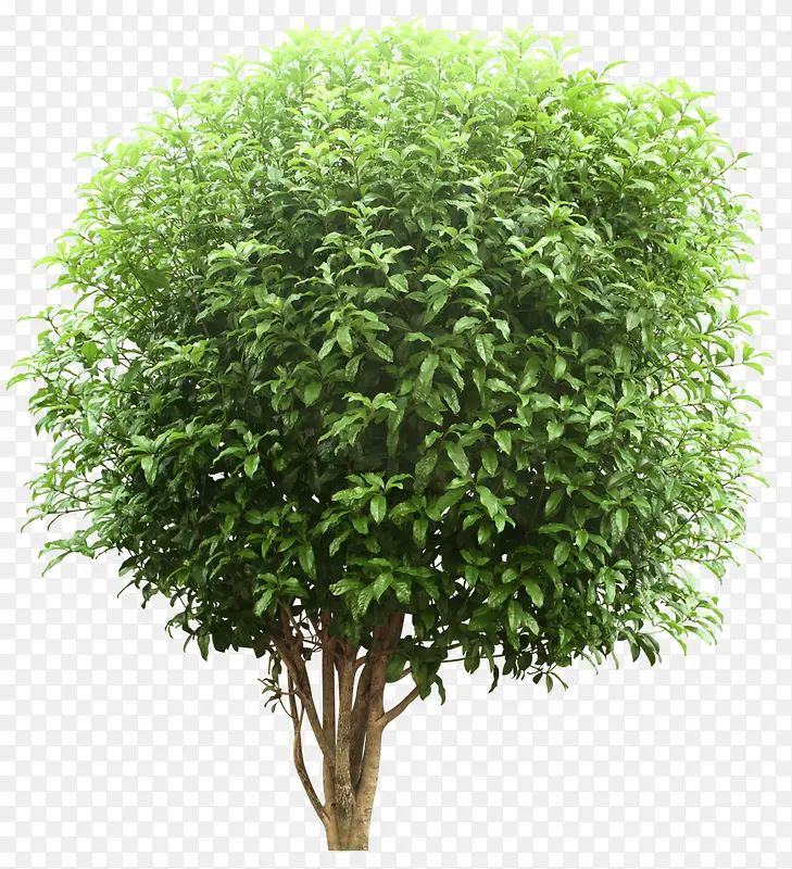 桑树免扣png素材