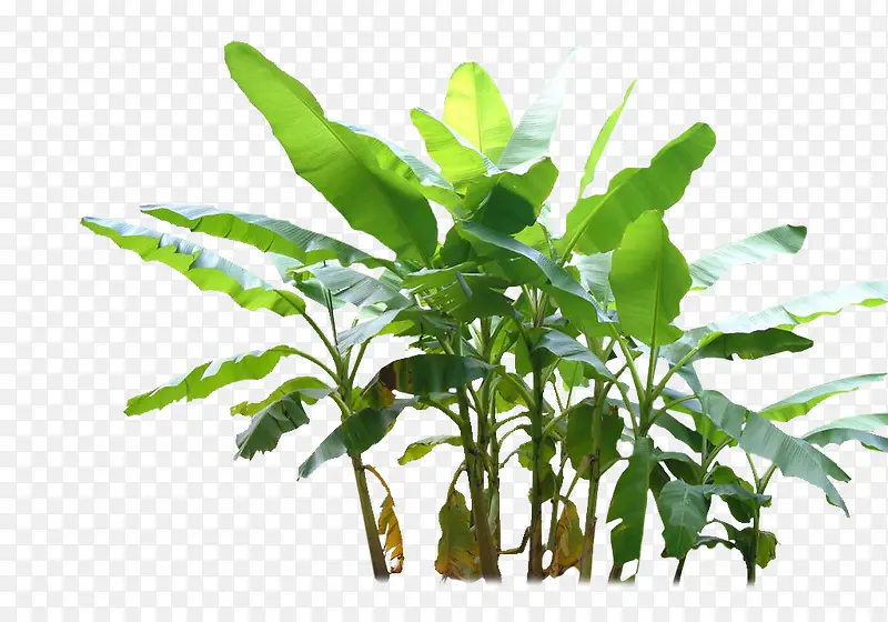 蕉树png素材