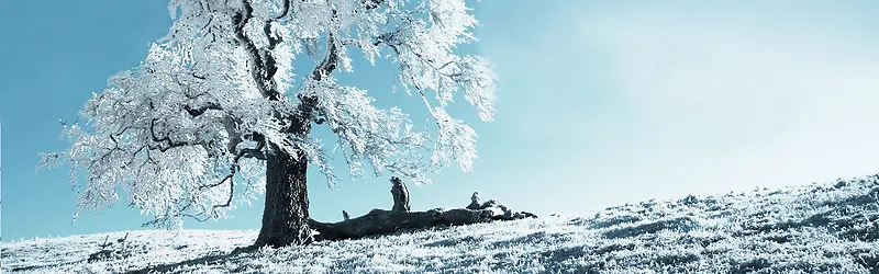 冰树