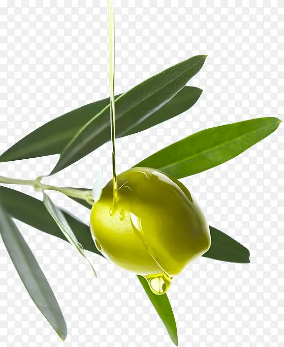 绿色橄榄油素材