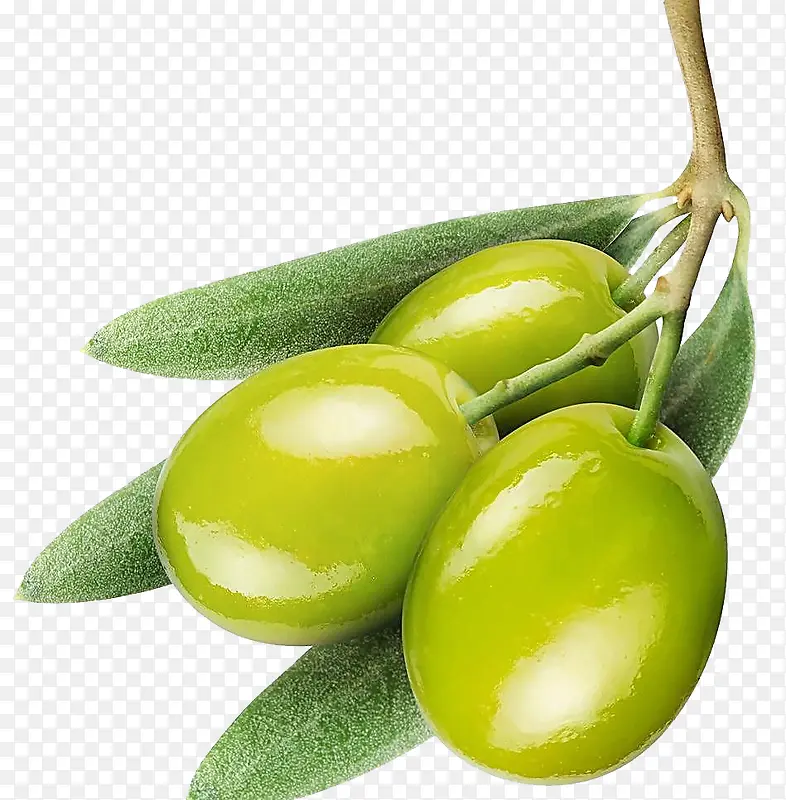 绿色橄榄橄榄油素材