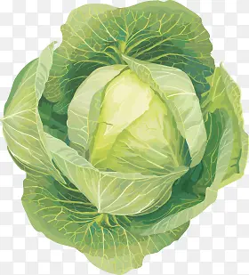 高清摄影绿色的蔬菜白菜