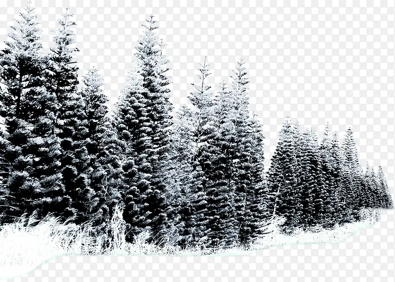 雪树树枝海报设计
