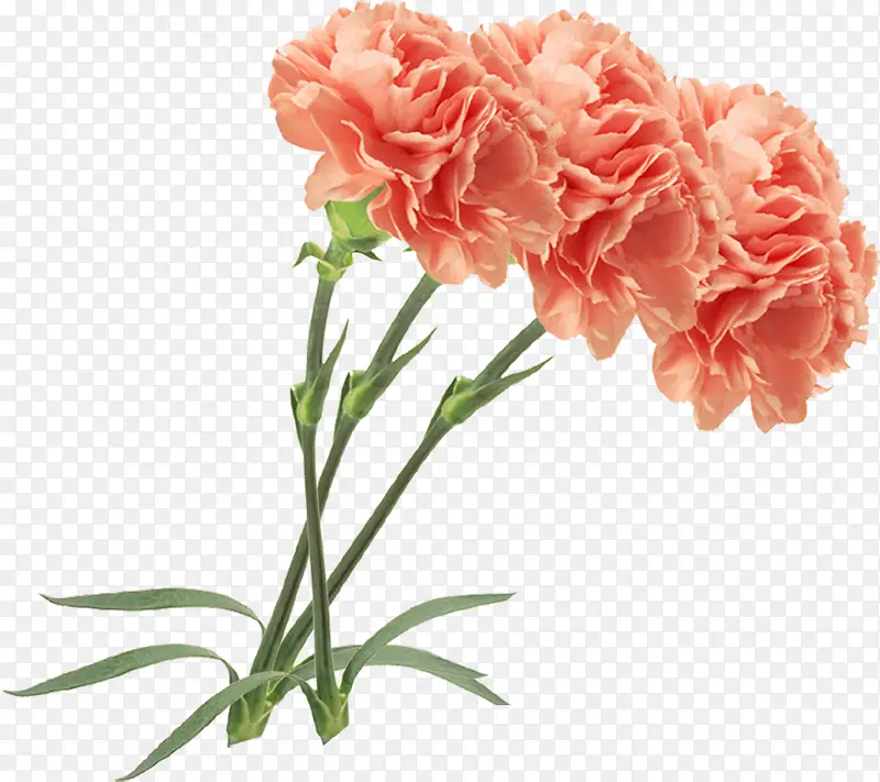 橙色康乃馨花朵植物