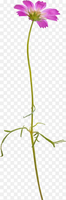 花卉