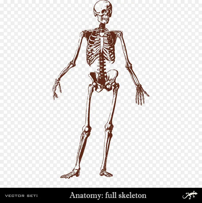 人体身体骨骼
