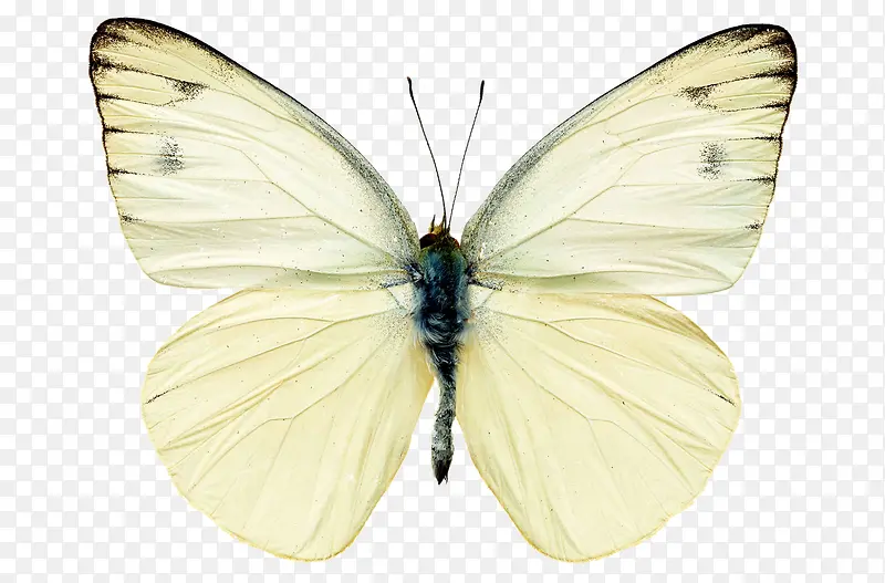 白色创意蝴蝶设计