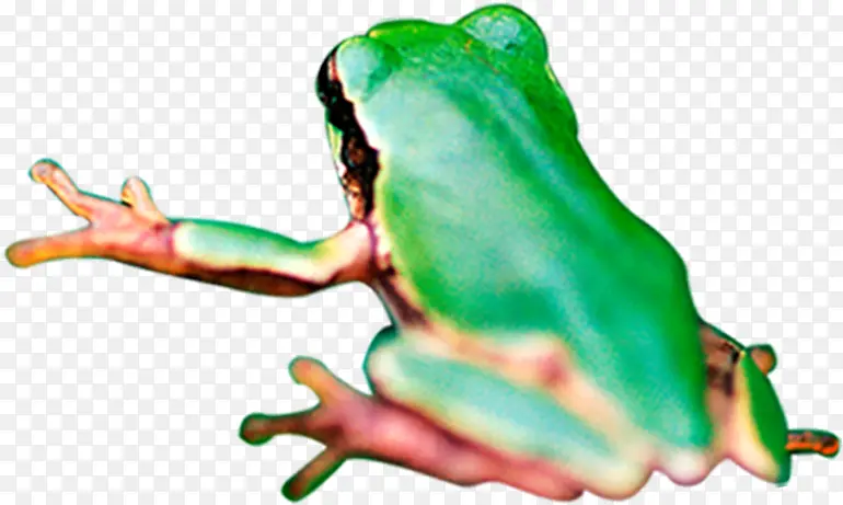 手绘高清绿色的野生蛙类