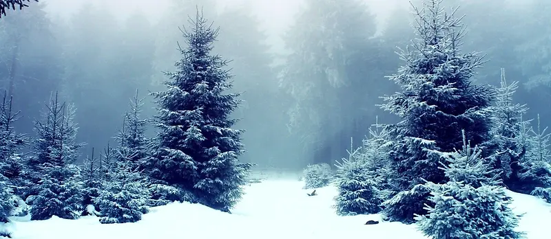 冬季雾凇淘宝背景图