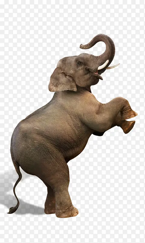 高清可爱非洲小象