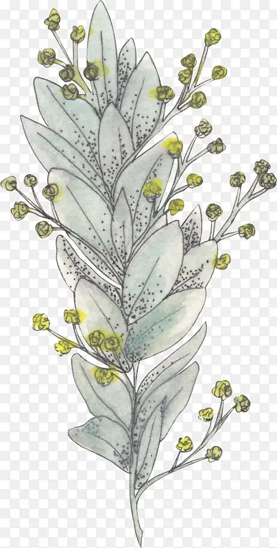 手绘的植物