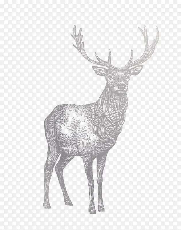 麋鹿手绘灰色麋鹿