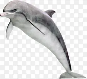灰色手绘白底海豚素材