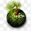 绿色圆形植物图片