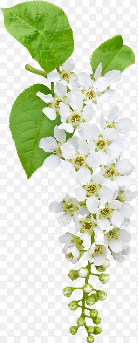 白花朵透明