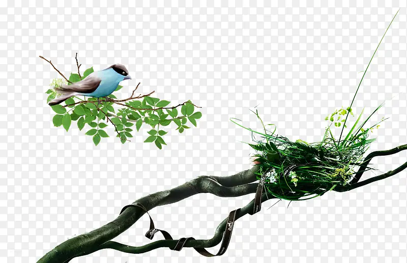 树与鸟