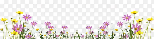 设计海报植物花朵