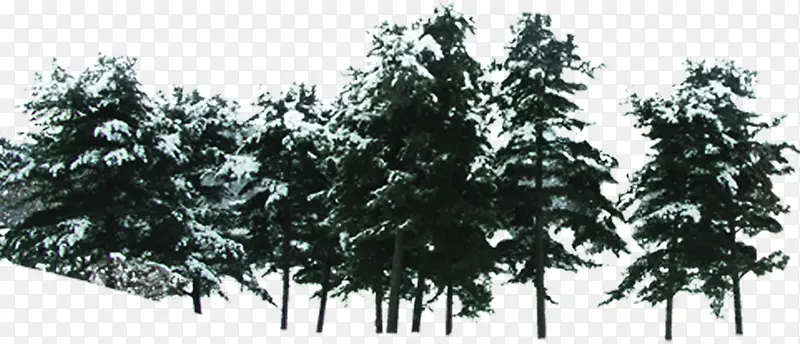 冬季森林风景树木